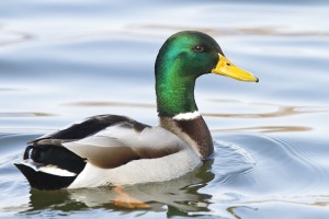 printemps-2011-canard-colvert-1-big-1